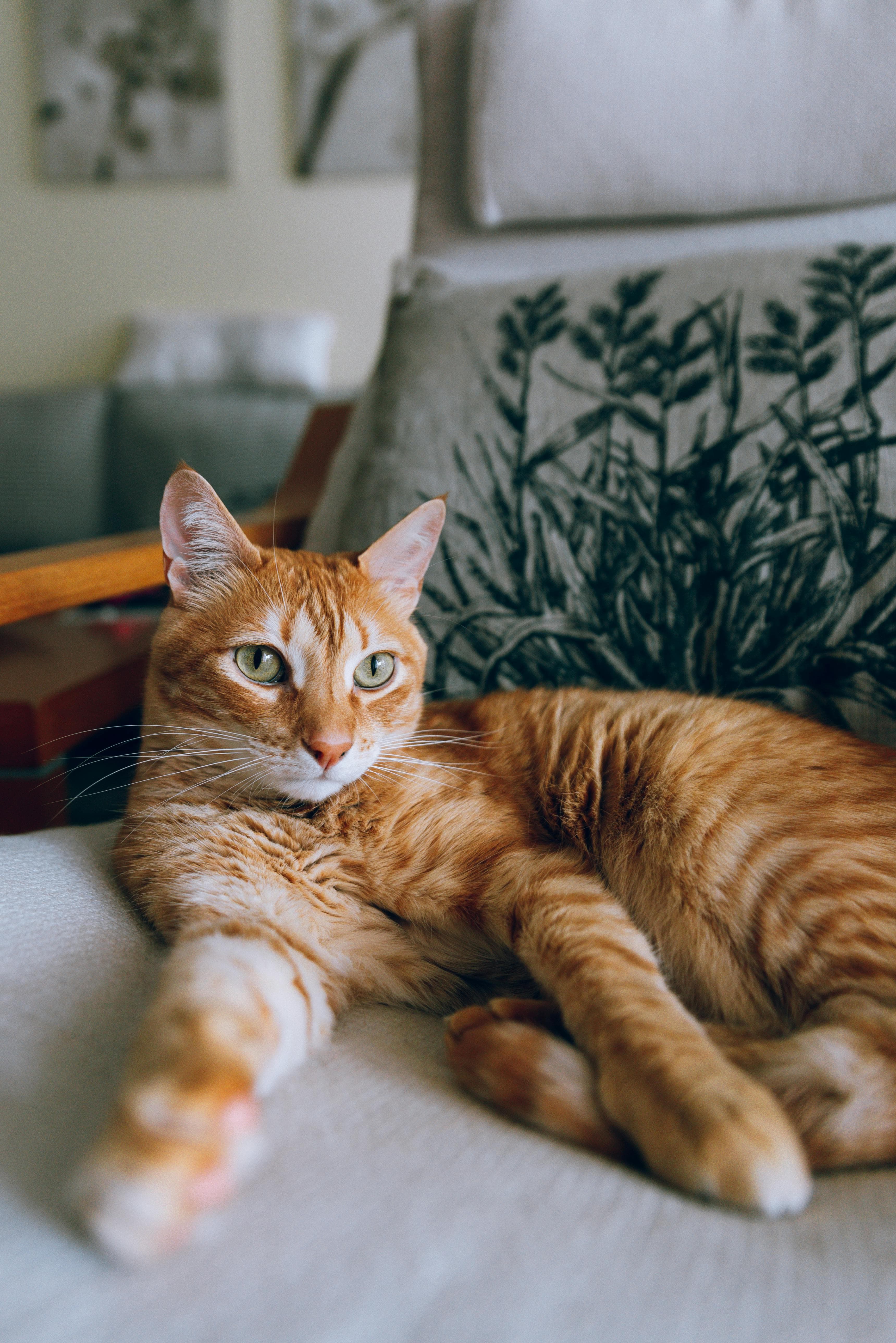 A trusted pet sitter caring for a cat
